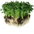 thumbnail image 2 of Speckled Pea Sprouting Seeds - 1 Lbs - Certified Organic, Non-GMO Green Pea Sprout Seeds - Sprouts & Microgreens, 2 of 7