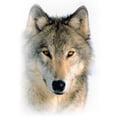 thumbnail image 2 of CafePress - Wolf Mug - 11 oz Ceramic Mug - Novelty Coffee Tea Cup, 2 of 3