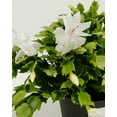 thumbnail image 3 of White Christmas Cactus Plant, Live Christmas Cactus Thanksgiving Cactus Plant for Indoor Garden, 2 Inch Pot Thanksgiving Cactus, Holiday Cactus Live Plant, 3 of 7