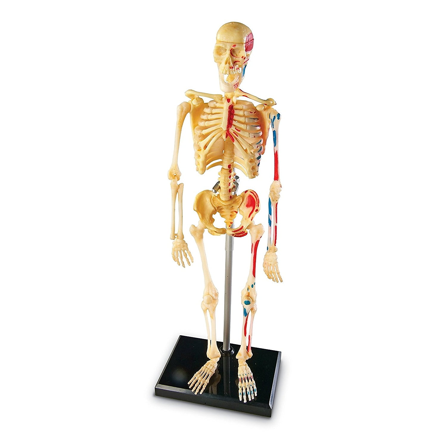 Learning Resources Skeleton Anatomy Model - Walmart.com