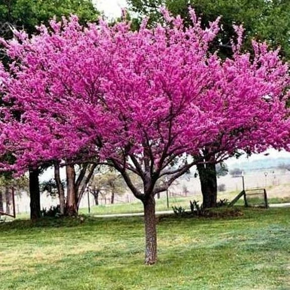 CZ Grain 40  Chinese Redbud Tree Seeds, Exotic Flowering
