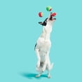 thumbnail image 6 of BARK Baller Melons Squeaky Tennis Ball Dog Toy Set, 3-Piece, 6 of 8
