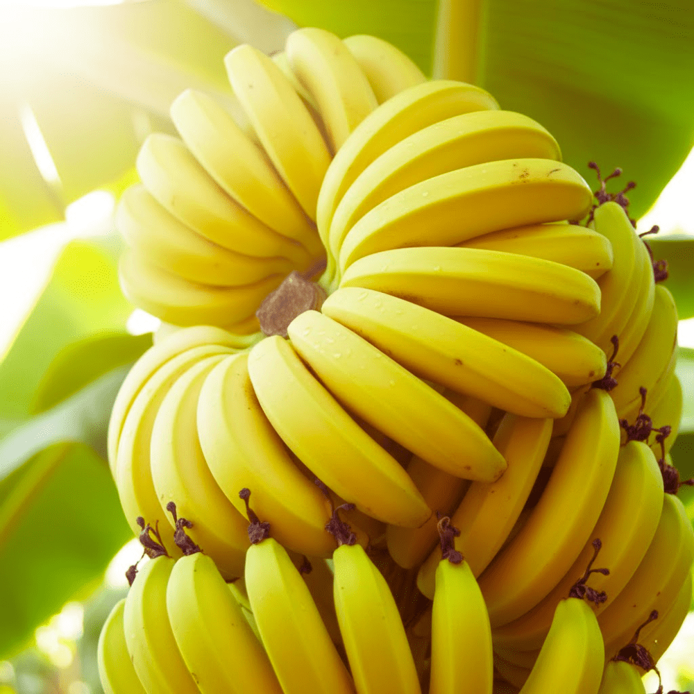 Dwarf Cavendish Banana Tree Live Plants, Well Rooted Banana Tree, Banana Plants, Sweet Edible Fruit Tree, Ready to Grow, Live Banana Fruit