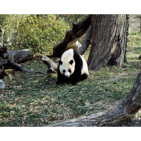 Print: A Giant Panda, The Star Attraction At The Smithsonian Institution's