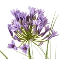 thumbnail image 3 of Hill Interiors Agapanthus Plant Pot, 3 of 4