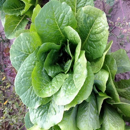 Lettuce Parris Island - Romaine Lettuce Seeds - Parris Island Cos Variety - 2.5 Gram Seed Packet - Heirloom Garden Seed - Non-GMO Lettuce and Microgreens Seed .., By Mountain Valley Seed Company Ship from US