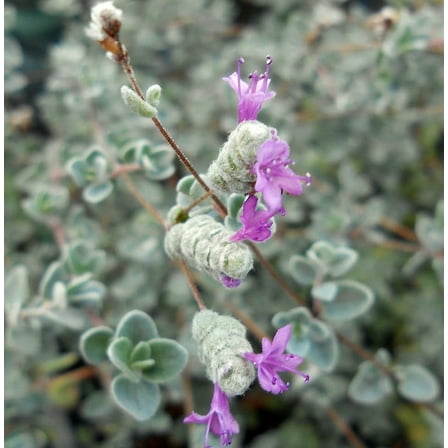 Micro Silver Oregano - Edible Herb - 2.5" Pot -Terrarium/Fairy Garden/Houseplant