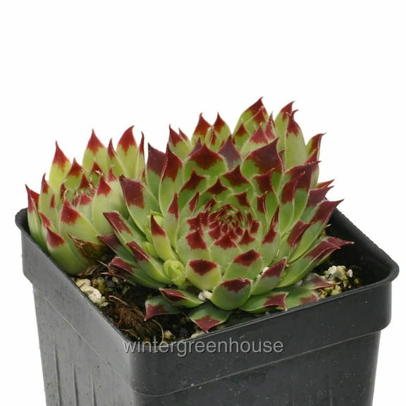 Sempervivum, Sir William Lawrence, Hen and Chicks - Pot Size: 3in (2.6x3.5in) - Succulents