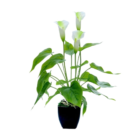 Simulation flower calla lily anthurium living room decorative flower plastic flower simulation potted bonsai decoration decoration fake flower pot-plastic white calla lily bonsai