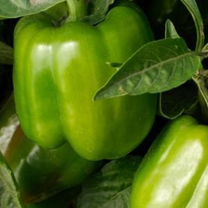 California Wonder Bell Pepper Plant - Non-GMO - Two (2) Live Plants - Not Seeds - Each 4