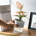 thumbnail image 5 of SLYNSHome Self Watering Planter Pots for Indoor Plants - Automatic Water - for Succulents/Violets/Ivy at Home Garden Office Balcony Tabletop (White), 5 of 5