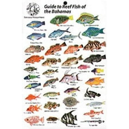 Guide to Reef Fish Bahamas ID Card Travel 6x9 B205