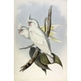 thumbnail image 2 of Gould, John 17x24 White Modern Wood Framed Museum Art Print Titled - Blood stained Cockatoo, 2 of 4