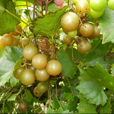 Triumph Muscadine Grape Vine 1 Gallon