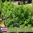 thumbnail image 4 of Clovers Garden Peppermint Mint Live Plant (2 Count), Non GMO, 4 of 7