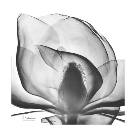Gray Magnolia X-ray Black and White Photography Flower Print Wall Art By Albert