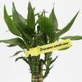 thumbnail image 3 of 200 piezas 21X2 CM etiqueta de jardinería etiqueta de plástico etiqueta colgante etiqueta de jardín vegetal, amarillo, 3 of 4