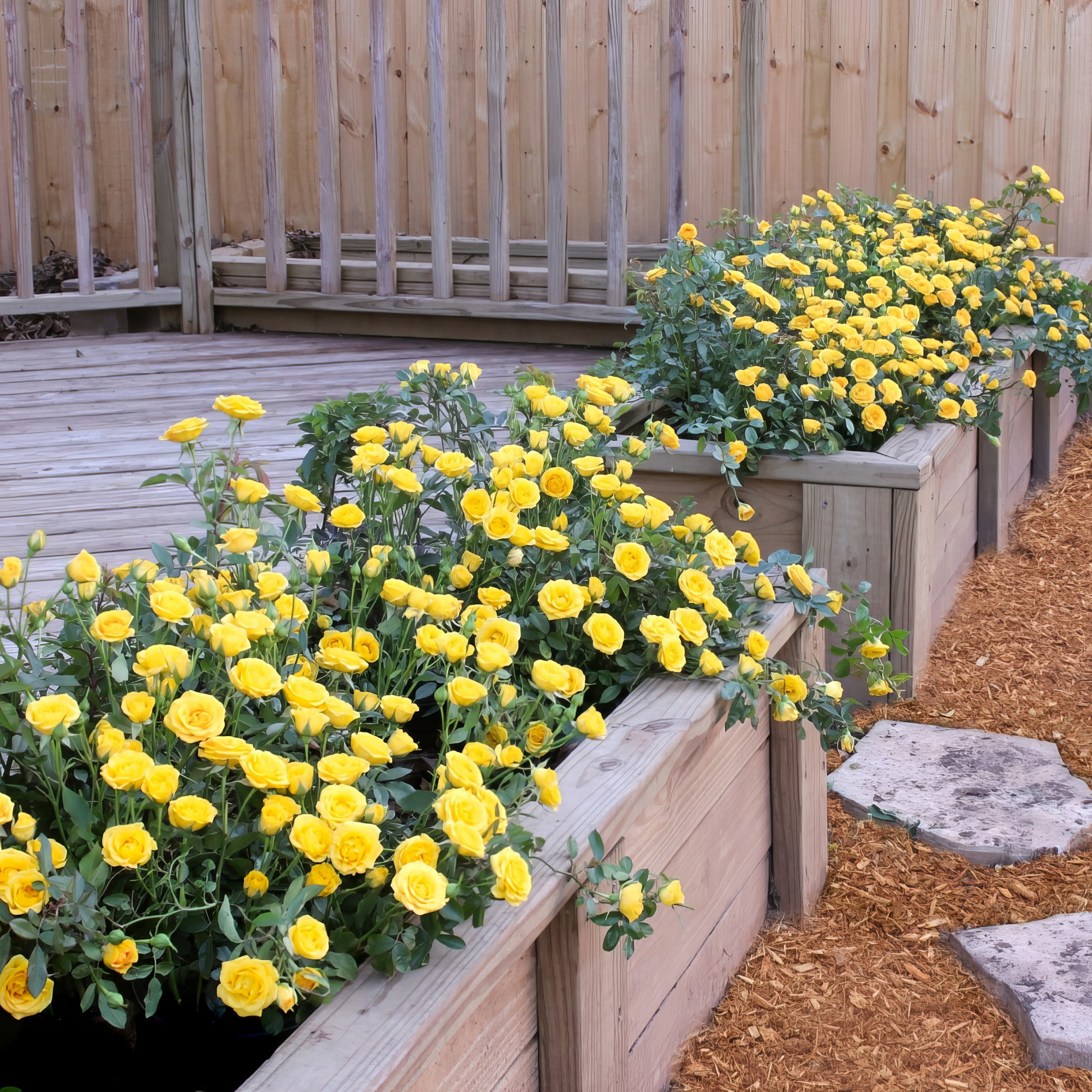 National Plant Network Live Shrub 4" Mini Rose Rise and Shine (3-Pack) with Full SUnlight