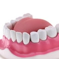 thumbnail image 4 of Milaget Mouth Dental Teeth Tongue Model with Removable Lower Teeth Magnification 2x B, 4 of 9