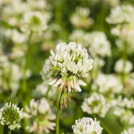 White Dutch Clover Seeds - 4 Oz - Lawn, Pasture & Cover Crop Seeds by Mountain Valley