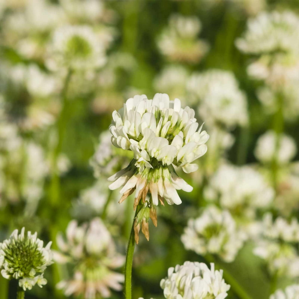 White Dutch Clover Seeds 4 Oz Lawn, Pasture & Cover Crop Seeds by Mountain Valley Seeds White Dutch Clover Seeds 4 Oz Lawn, Pasture & Cover Crop Seeds by Mountain Valley Seeds