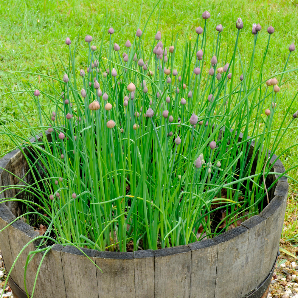 10 Chives Plants Live, Hardy Heirloom Leeks Chives Herb Well Rooted, 4-8” Tall for Gardening