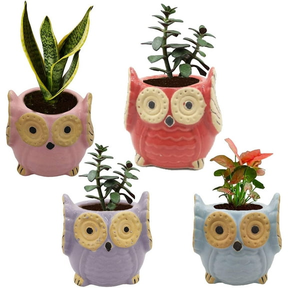 India Meets India Ceramic Planter, Owl Shaped [Multi-Color - 3.5 inch] - Ceramic Flower Pot/Indoor/Outdoor Pot, Set of 4 - by Awarded Indian Artisan
