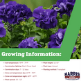 thumbnail image 2 of Harris Seeds Petunia Double Cascade Blue Seed F1 Annual Flower - 250 Seeds, 2 of 5