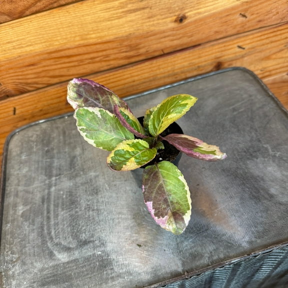 Hemigraphis Variegated Waffle, 2" Plant, The Plant Farm