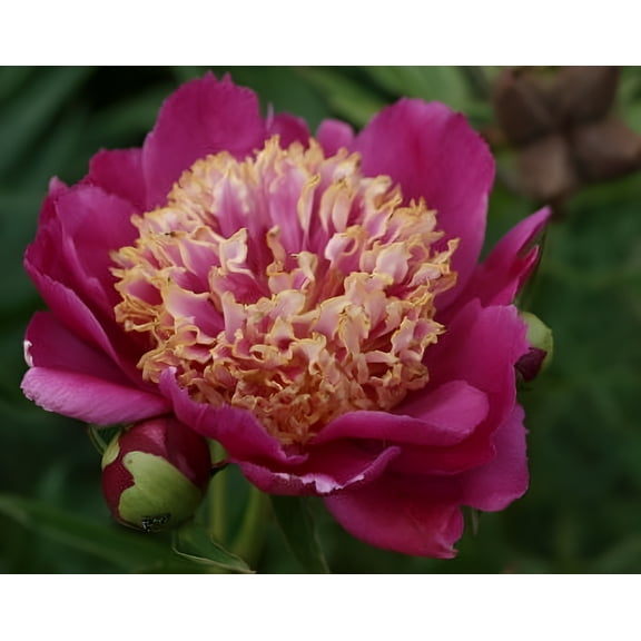 Garden Peony "Sword Dance" Paeonia lactiflora BAREROOT