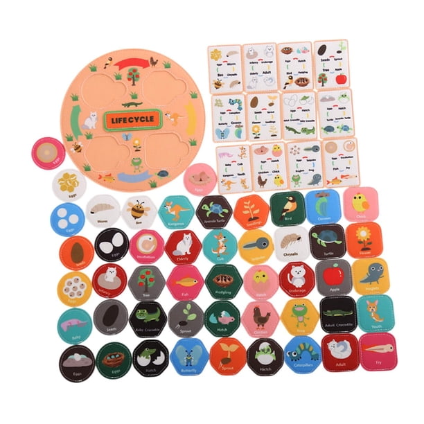 Kit de ciclo de vida, kits de ciencias de la cadena de alimentos, regalo de cumpleaños Web Web Aprendizaje para animales para niños preescolares 3 4 5 Naranja