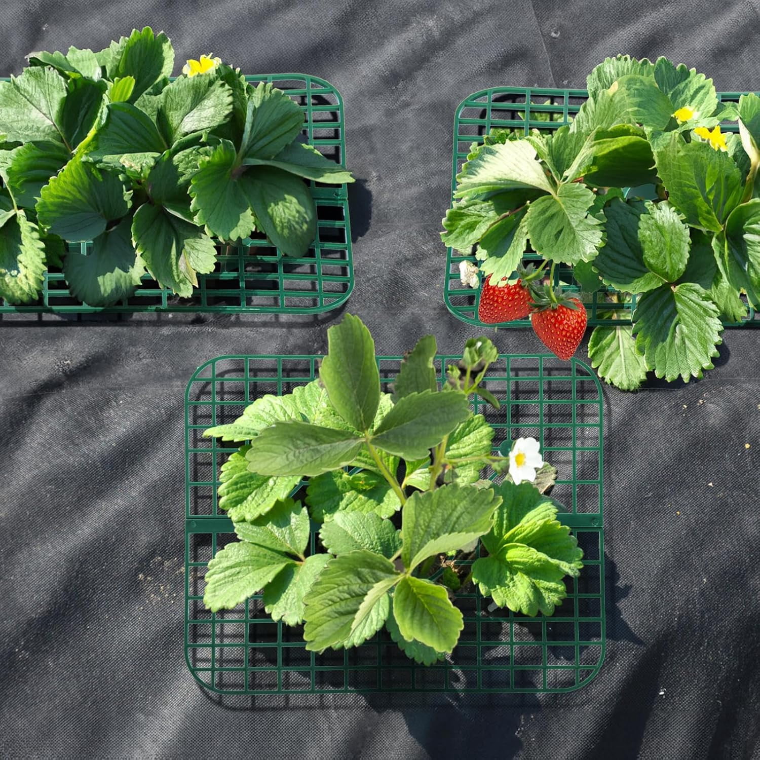 20 Pack Square Strawberry Supports, Strawberry Growing Rack with 4 Sturdy Legs, Plastic Strawberry Plant Stand Holder, Strawberry Growing Frame Holder Cage, Keeping Berries Clean