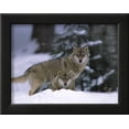 thumbnail image 2 of European Grey Wolves in Snow, Bayerischer Wald Np, Germany, Animals Framed Art Print Wall Art by Eric Baccega Sold by Art.Com, 2 of 5