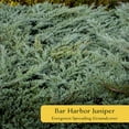 thumbnail image 2 of 4 Bar Harbor Juniper – Low-Growing Evergreen Conifer Groundcover Shrub with Purple Winter Color for Hedges & Borders (Juniperus horizontalis ‘Bar Harbor’) in 3.5″ Cubes, Live Plants, 2 of 8