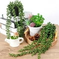 thumbnail image 4 of WZXPWT Lifelike Hanging Decor, Plastic Indoor Fake Plants with 18.5" Chain - Maintenance-Free Home Office Greenery for Wall/Shelf/Window Decor, 4 of 9