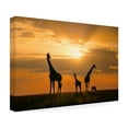 thumbnail image 4 of John Fan 'Golden Africa' Canvas Art, 4 of 4