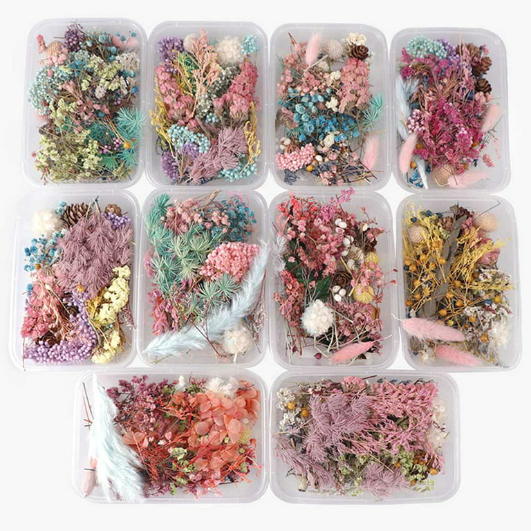 Aunifun Real Dried Pressed Flowers, Nature Dried Flowers Assorted Colorful Daisies for Art Craft DIY Flower Resin Molds (Pink)