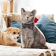 thumbnail image 1 of pstuiky Almohada de gatitos simulados, perro de peluche, muñeca Bomei, 1 of 3