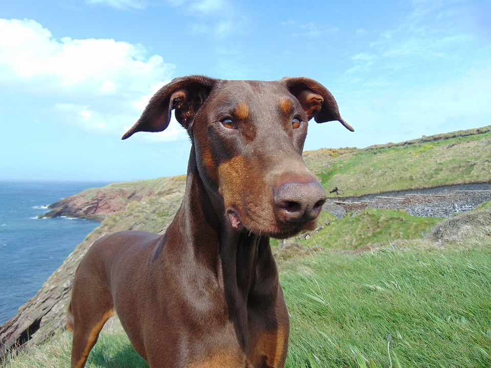 red doberman stuffed animal