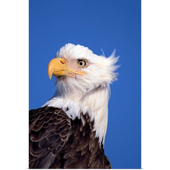 Great BIG Canvas | Rolled Poster Print entitled Bald Eagle Portrait Kenai Peninsula Winter AK