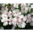 thumbnail image 2 of 50 Amazing Grace Phlox Seeds, 2 of 6