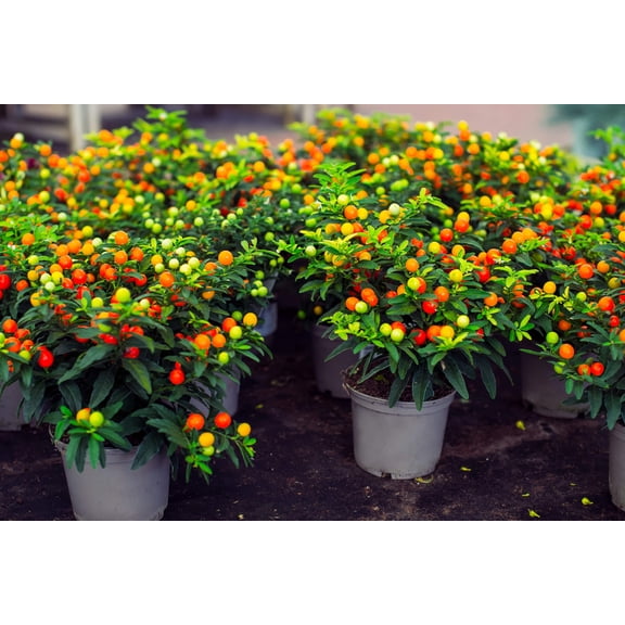25 JERUSALEM CHERRY Madeira Winter Solanum Pseudocapsicum Flower Seeds
