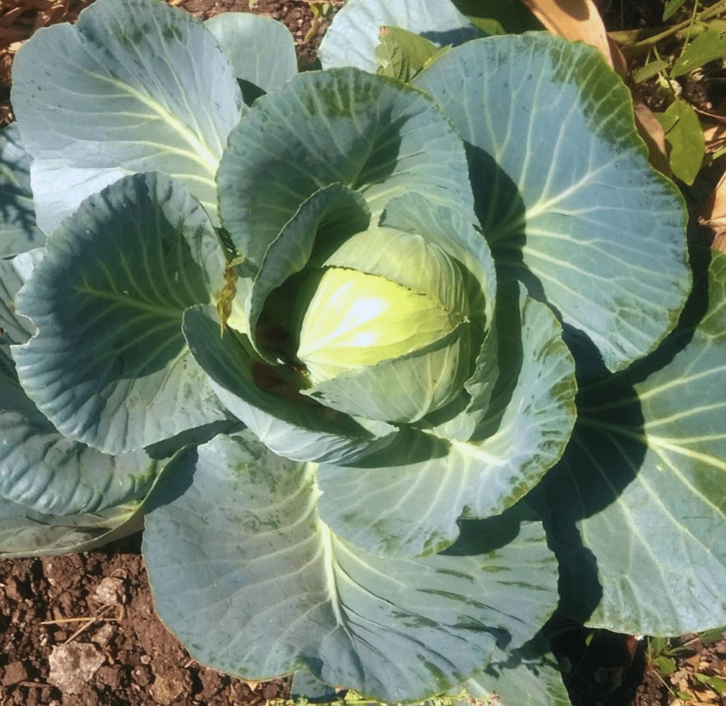 Cabbage Plant Live for Planting, 4 Inch Pot, Cold Harrdy Cabbage Vegetable Plant for Indoor Outdoor Garden