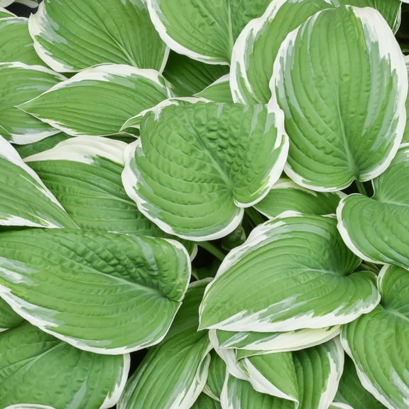 Easy to Grow Hosta Francee 3 Plant Roots, Summer Shade Zones 3-9