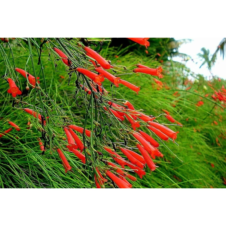 Firecracker Plant I 1 Large Gallon Size Plant I Russelia Equisetiformis I Vibrant Red Tubular Flowers, Hummingbird Attracting, Heat-Tolerant, Perfect