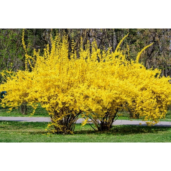 CZ Grain Weeping forsythia Bush Plant Seeds (50 Pack), Stunning Yellow Blooms