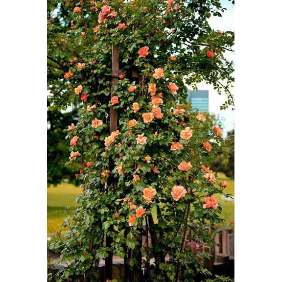 5 * SEEDS * ORANGE CLIMBING ROSE Rosa Bush Vine Climber Fragrant Butterfly Flower Seeds