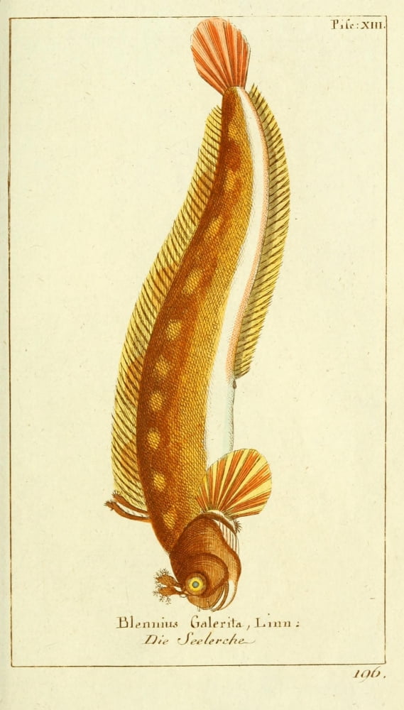 Naturgeschichte Des