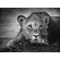 thumbnail image 2 of Braun Studio 32x25 White Modern Wood Framed Museum Art Print Titled - Lioness with blue eyes, 2 of 4