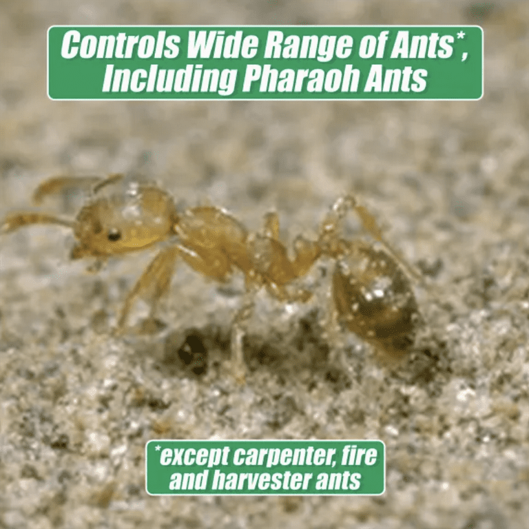 Rockwell Labs, Ant Killer Gel, 4 fl oz, Indoor Ant Bait & Killer